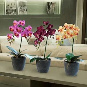 Orquideas