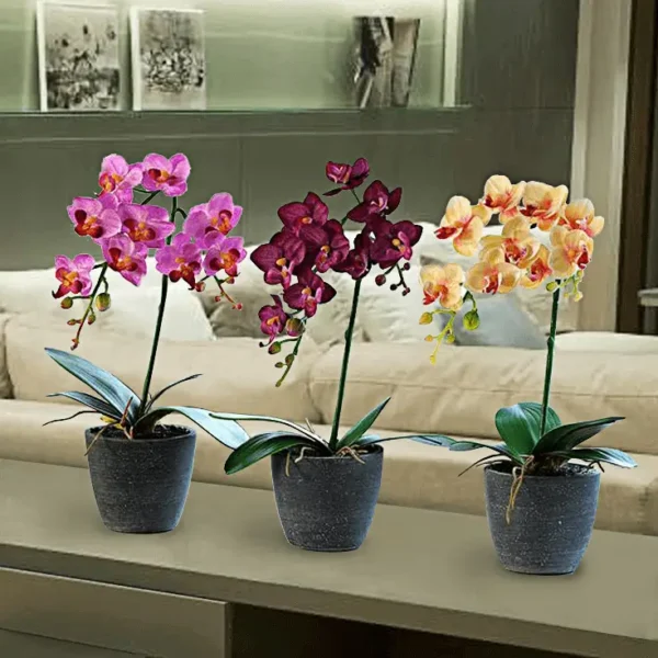 Orquideas