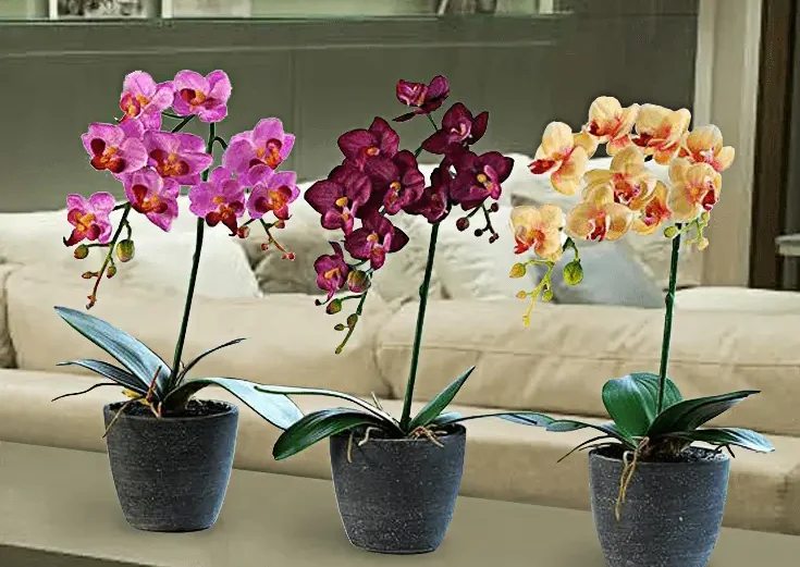 Orquideas