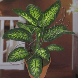 Planta Dieffenbachia Tropic