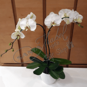 Orquídea blanca doble