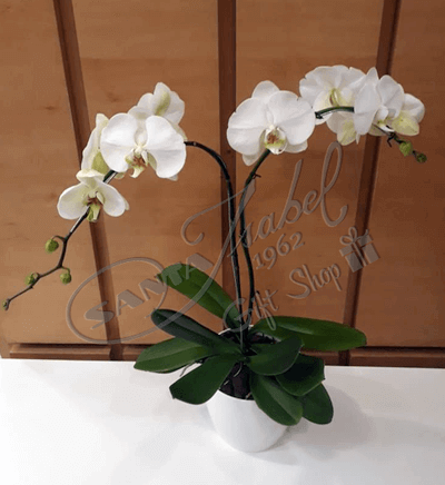 Orquídea blanca doble