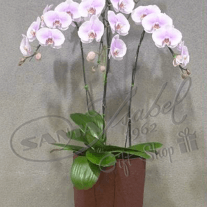 Orquídeas en cerámica