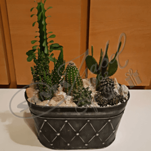 Cactus variadosv