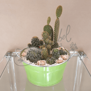 Conjunto de Cactus